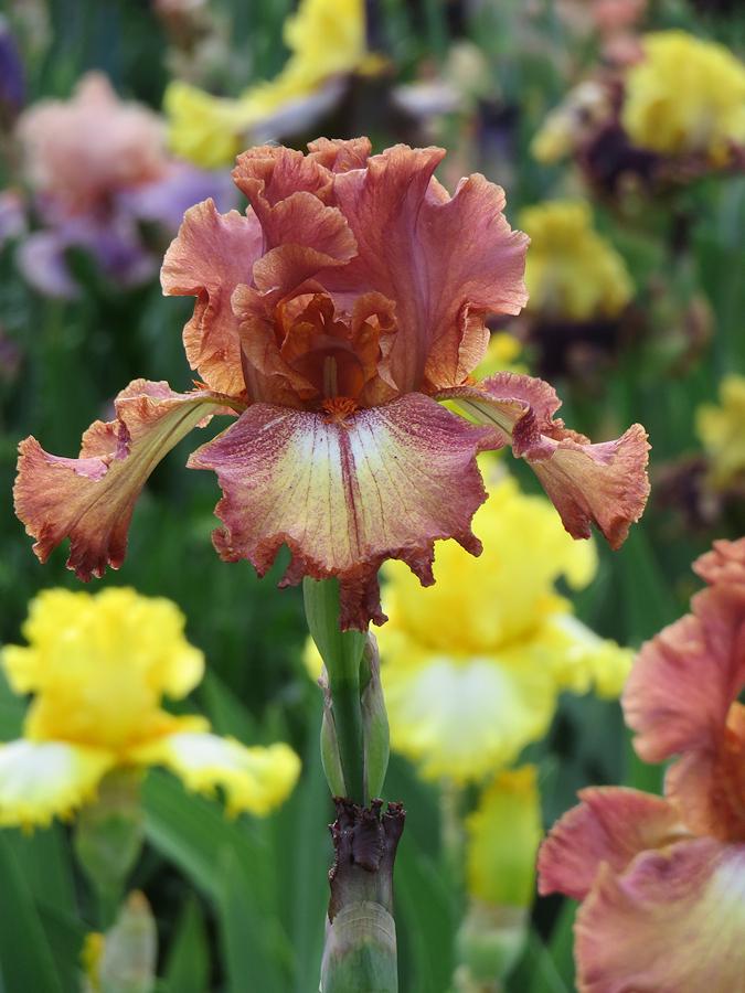 Photo of Tall Bearded Iris (Iris 'Ruffled Copper Sunset') uploaded by Bloomers
