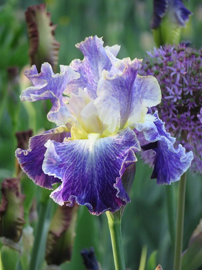 Photo of Tall Bearded Iris (Iris 'Moonlit Water') uploaded by Bloomers