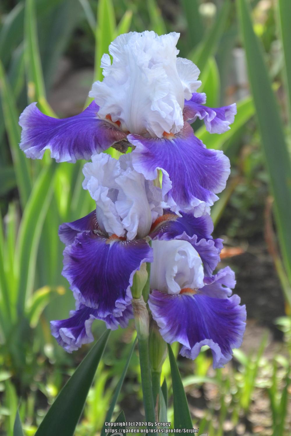 Photo of Tall Bearded Iris (Iris 'Racing Heart') uploaded by Serjio