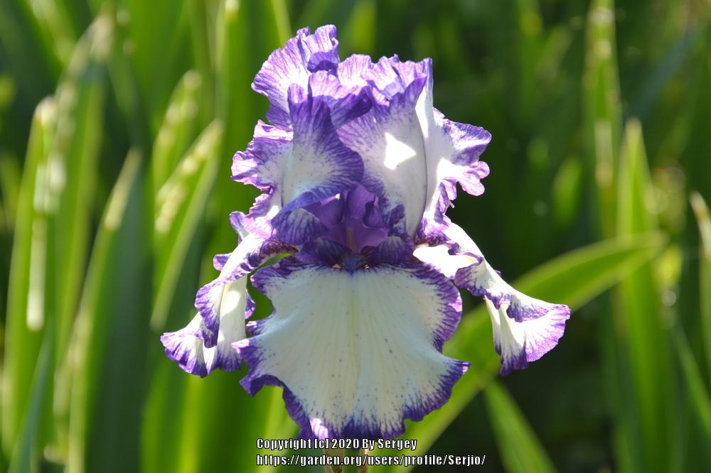 Photo of Tall Bearded Iris (Iris 'Rare Treat') uploaded by Serjio