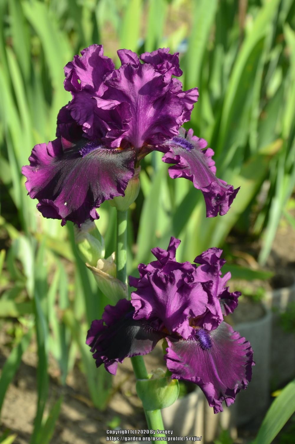 Photo of Tall Bearded Iris (Iris 'Purple Serenade') uploaded by Serjio