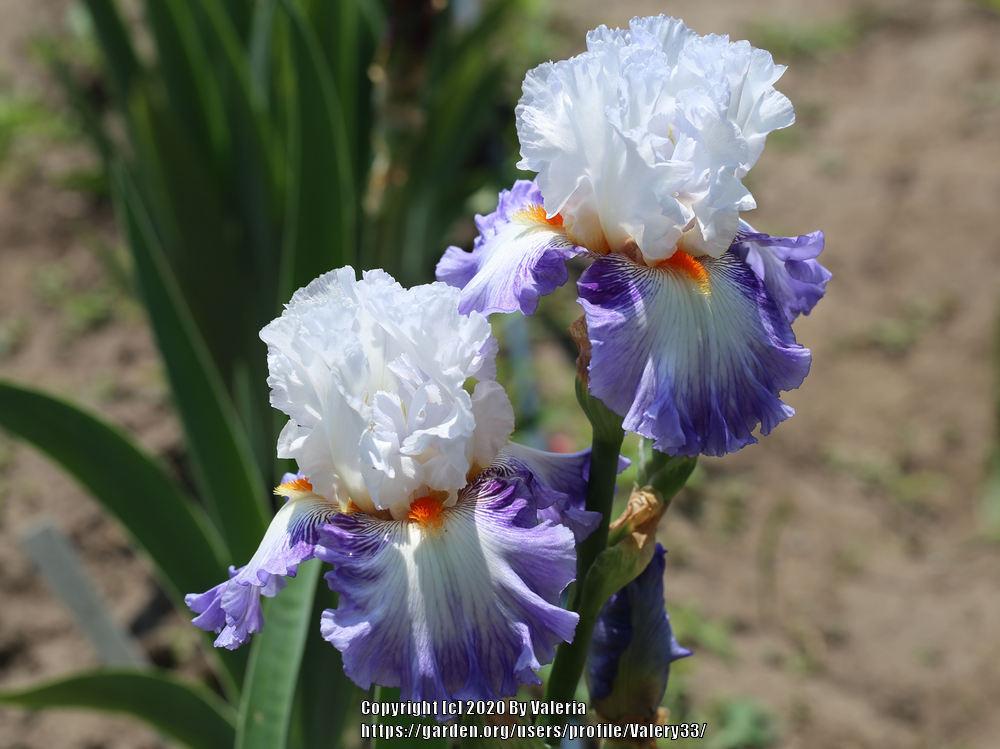 Photo of Tall Bearded Iris (Iris 'Guardian's Fire') uploaded by Valery33