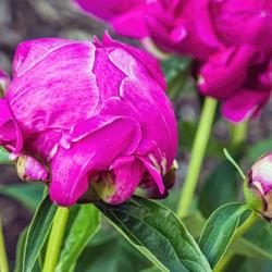 Location: Peony Garden at Nichols Arboretum, Ann Arbor, Michigan
Date: 2016-06-06
Peony Francois Ortegat - buds. This one is already displaying sil