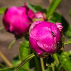 Location: Peony Garden at Nichols Arboretum, Ann Arbor, Michigan
Date: 2014-06-05
Peony Francois Ortegat - bud with ant visitor #insects