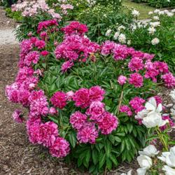Location: Peony Garden at Nichols Arboretum, Ann Arbor, Michigan
Date: 2018-06-05
Peony Francois Ortegat - two mature plants.  Note the silvering o