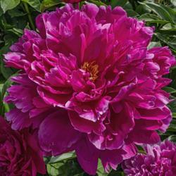 Location: Peony Garden at Nichols Arboretum, Ann Arbor, Michigan
Date: 2019-06-12
Peony Francois Ortegat - a bloom in its prime, just beginning to 