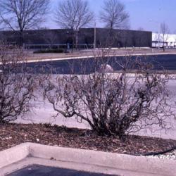 Location: West Chicago, Illinois
Date: December in 1987
two specimens in a parking lot island