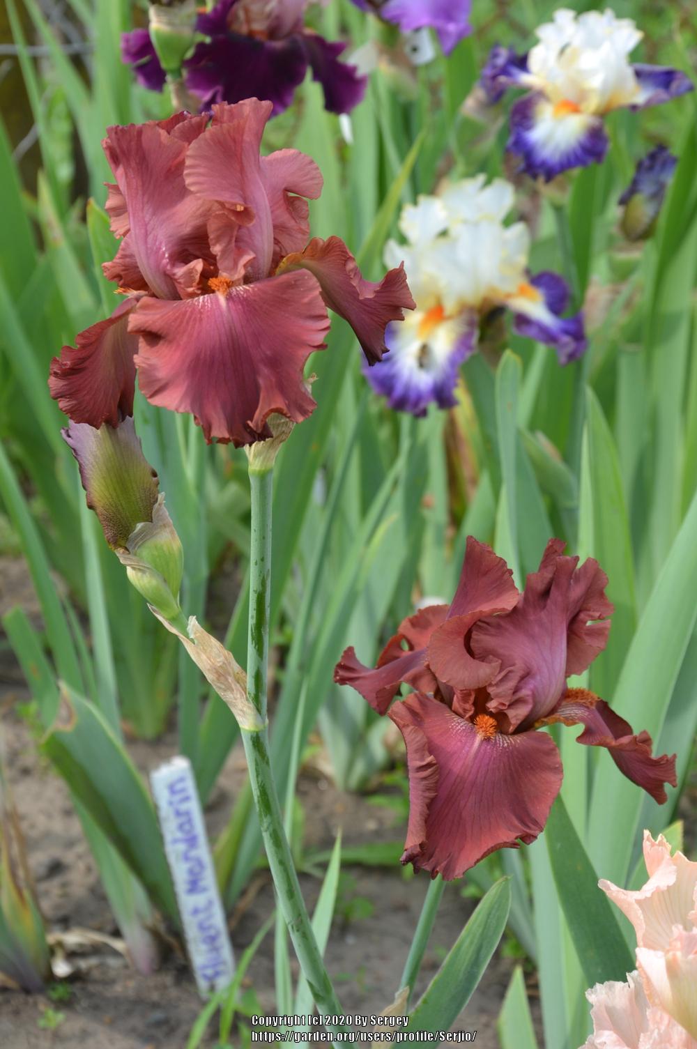 Photo of Tall Bearded Iris (Iris 'Rogue') uploaded by Serjio