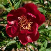 Peony Chocolate Soldier - a cultivar with a unique color of red a