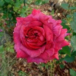 Location: Beth's Northern CA Rose Garden
Date: 2017-06-01