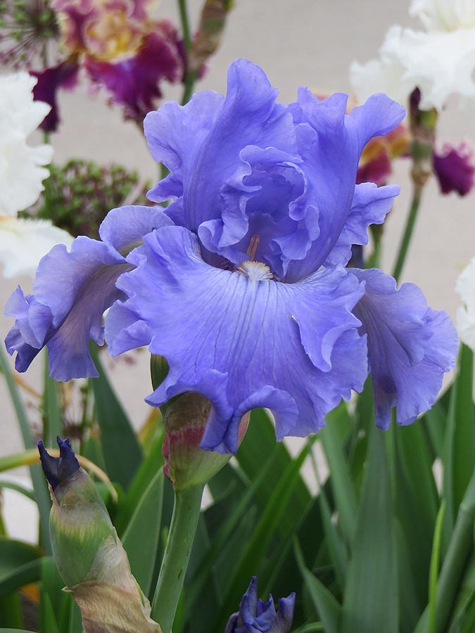 Photo of Tall Bearded Iris (Iris 'Riverboat Blues') uploaded by Bloomers
