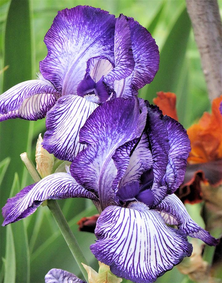 Photo of Tall Bearded Iris (Iris 'Circus Stripes') uploaded by Bloomers