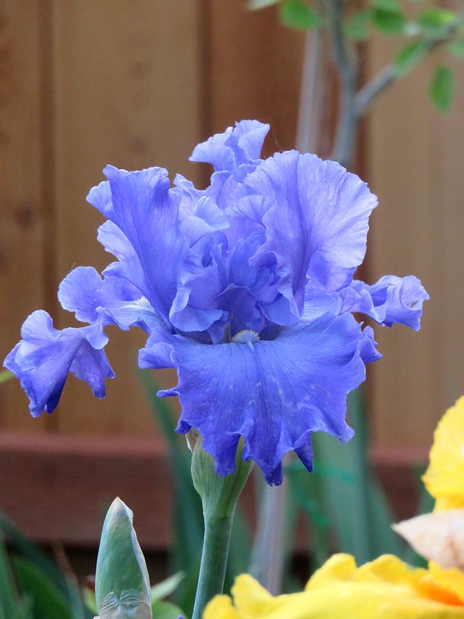 Photo of Tall Bearded Iris (Iris 'Open Sea') uploaded by Bloomers