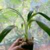 Small growing strap leaf, upright habit, epiphyte, this one is ha