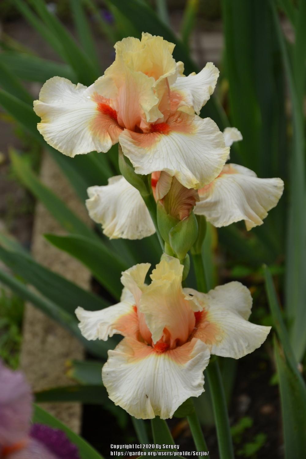 Photo of Tall Bearded Iris (Iris 'Santa') uploaded by Serjio
