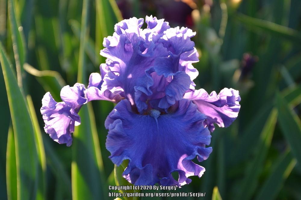 Photo of Tall Bearded Iris (Iris 'Sea Power') uploaded by Serjio
