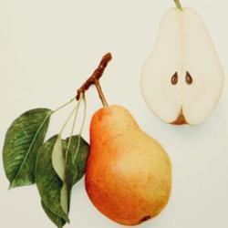
Date: c. 1921
illustration from Hedrick's 'Pears of New York', 1921
