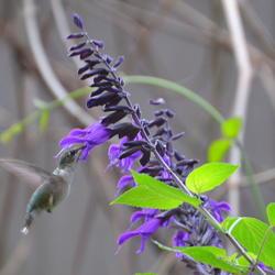 Location: Winter Springs, FL zone 9b
Date: 2020-02-23
A great salvia for the FL garden, blooms all year long. Cold hard