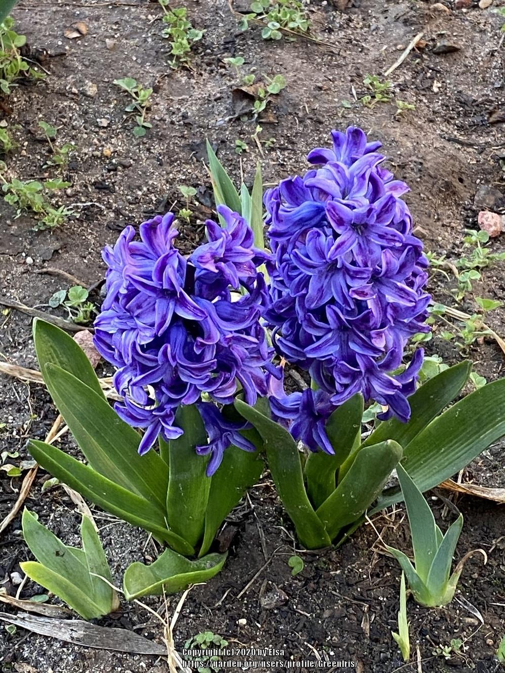 Photo of Dutch Hyacinth (Hyacinthus orientalis 'Delft Blue') uploaded by GreenIris