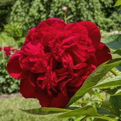 Location: Peony Garden at Nichols Arboretum, Ann Arbor, Michigan
Date: 2019-06-06
Peony Diana Parks - a luscious bloom