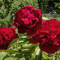 Location: Peony Garden at Nichols Arboretum, Ann Arbor, Michigan
Date: 2019-06-06
Peony Diana Parks - All the blooms I've seen on this young plant 