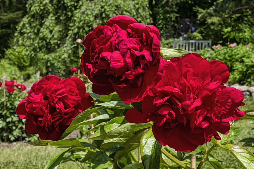 Photo of Peony (Paeonia lactiflora 'Diana Parks') uploaded by arctangent