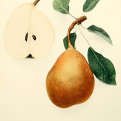 
Date: c. 1921
illustration from Hedrick's 'Pears of New York', 1921