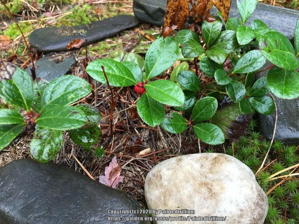 Photo of Wintergreen (Gaultheria procumbens) uploaded by Paintedtrillium
