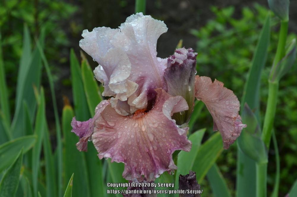 Photo of Tall Bearded Iris (Iris 'Sherbet Bomb') uploaded by Serjio