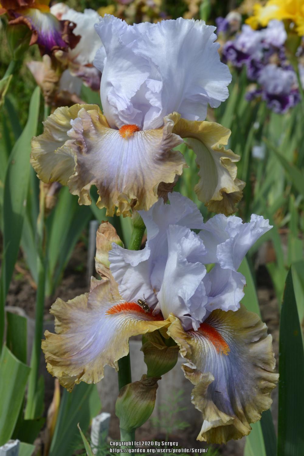 Photo of Tall Bearded Iris (Iris 'Snaparazzi') uploaded by Serjio