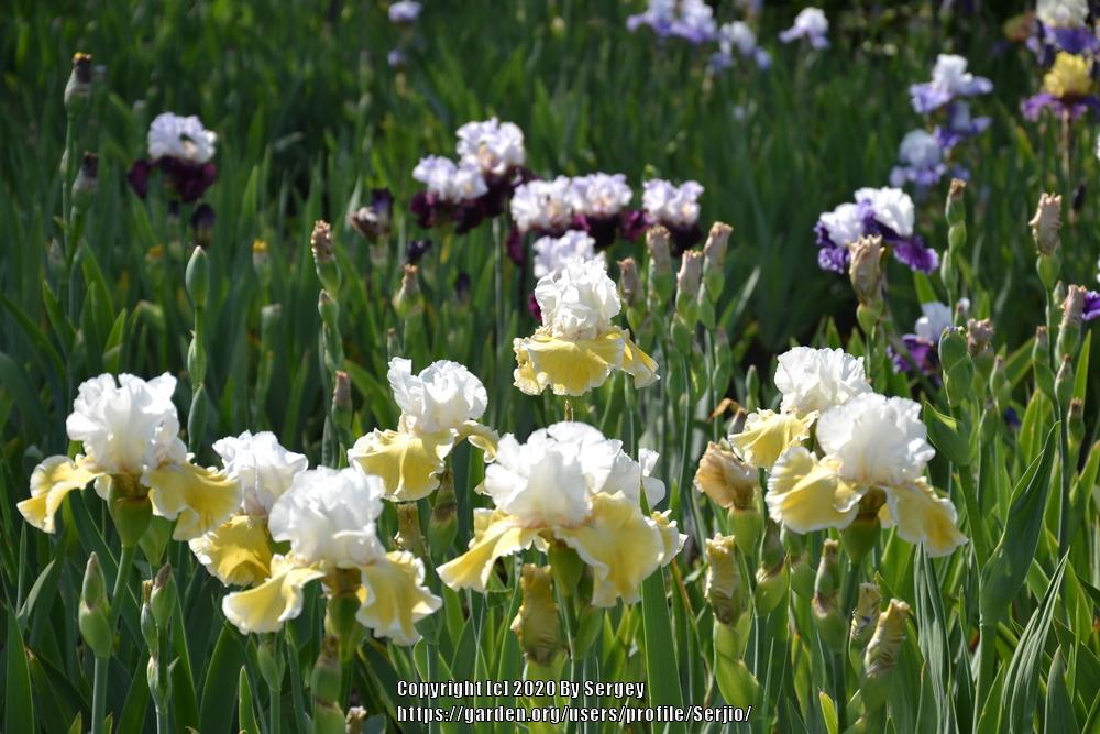 Photo of Tall Bearded Iris (Iris 'Sofia') uploaded by Serjio