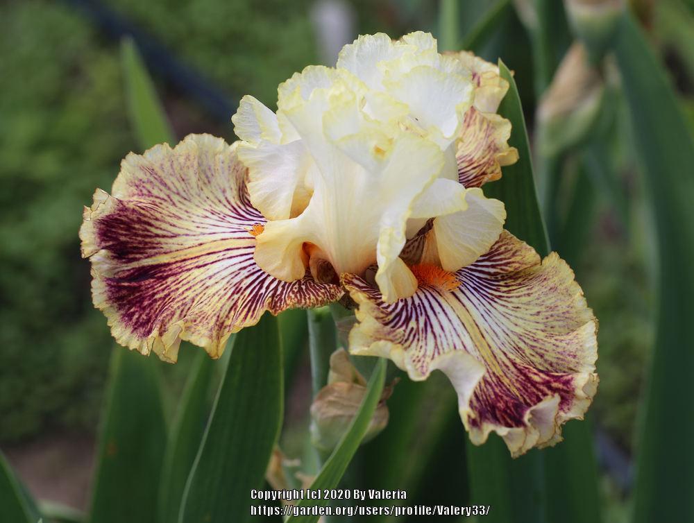 Photo of Tall Bearded Iris (Iris 'Insaniac') uploaded by Valery33