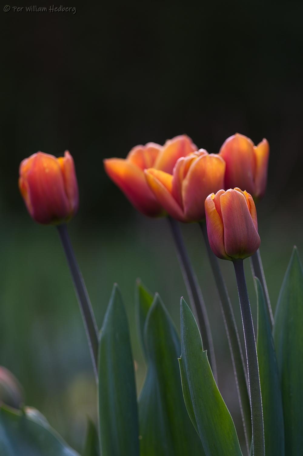 Photo of Tulip (Tulipa 'Brown Sugar') uploaded by William