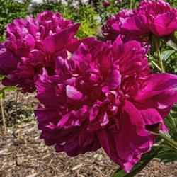 Location: Peony Garden at Nichols Arboretum, Ann Arbor, Michigan
Date: 2019-06-12
Peony Renato - typical blooms, side views