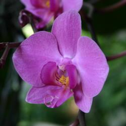 Location: Missouri Botanical Garden 2004 Orchid Show
Date: 2004-02-17
Cattleya Mary Lynn McKenzie 'Nature's Masterpiece')