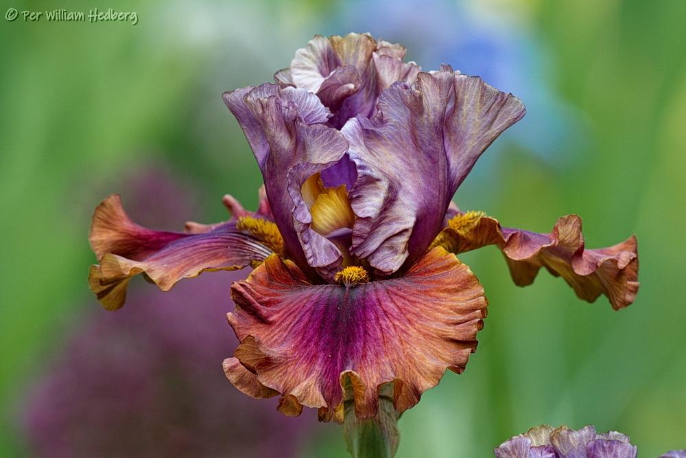 Photo of Tall Bearded Iris (Iris 'Nelly Tardivier') uploaded by William