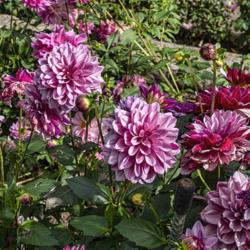 Location: Dahlia Hill, Midland, Michigan
Date: 2019-10-05
Crème de Cassis dahlia - early October and just in the middle of