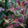 Dendrobium Garnet Beauty 'Jungle Fire'