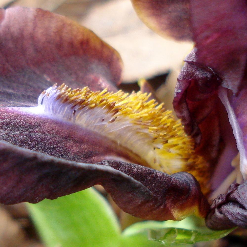 Photo of Miniature Dwarf Bearded Iris (Iris 'Dragon Flamedart') uploaded by lovemyhouse