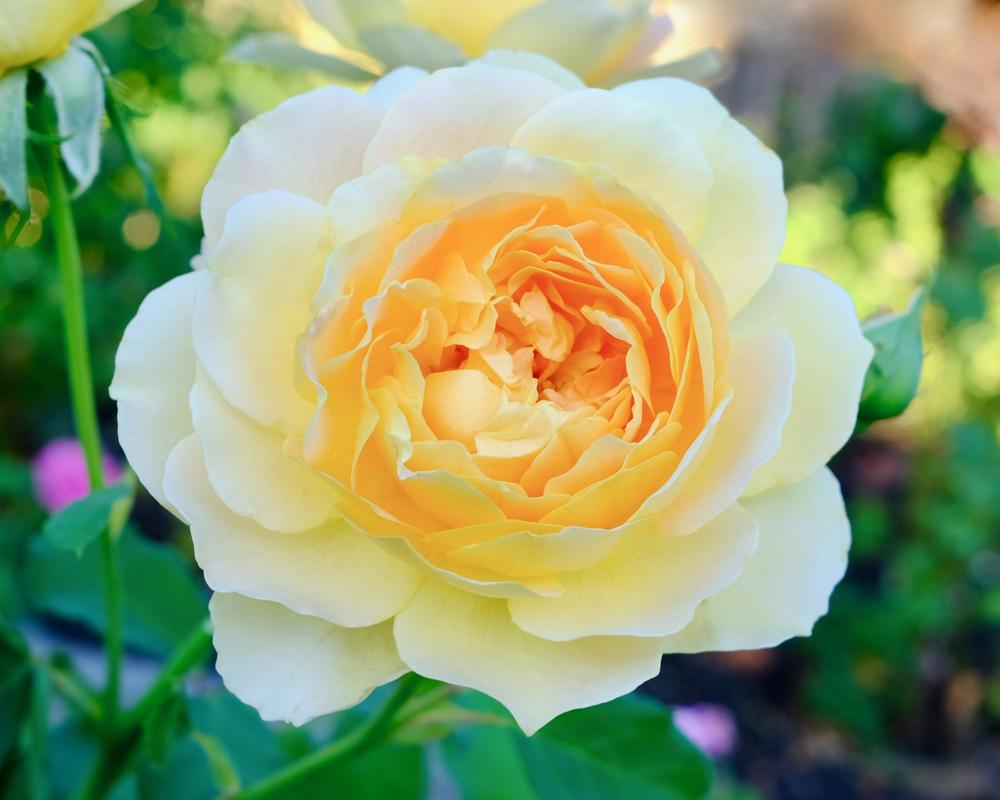 Photo of Rose (Rosa 'Molineux') uploaded by AnnKNCalif