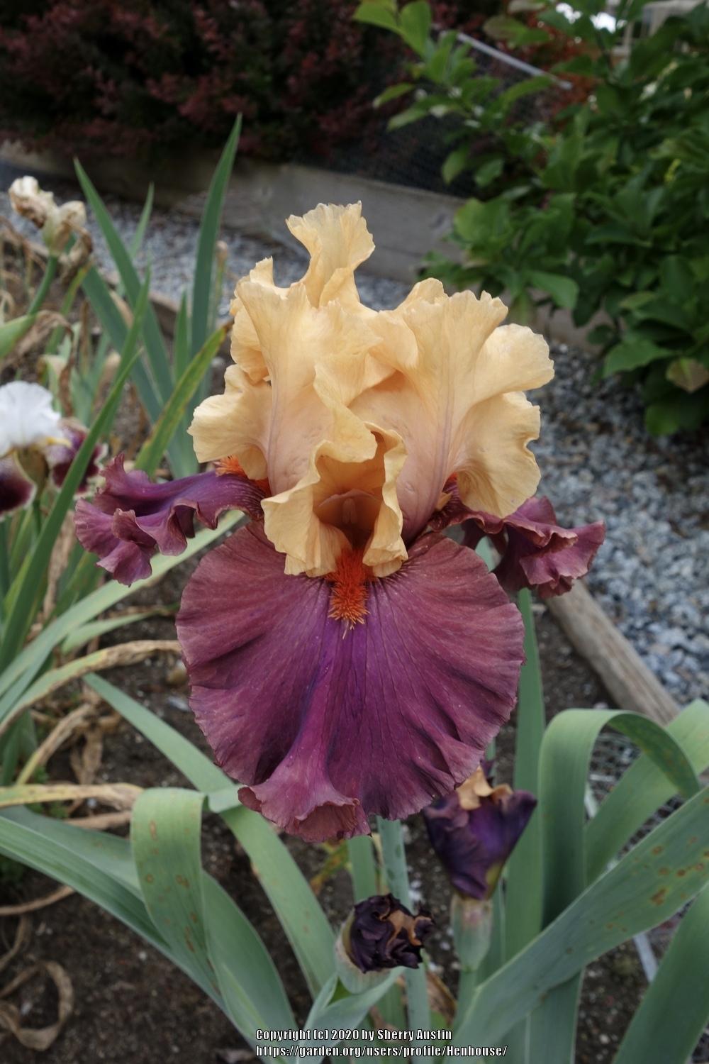 Photo of Tall Bearded Iris (Iris 'Game Changer') uploaded by Henhouse