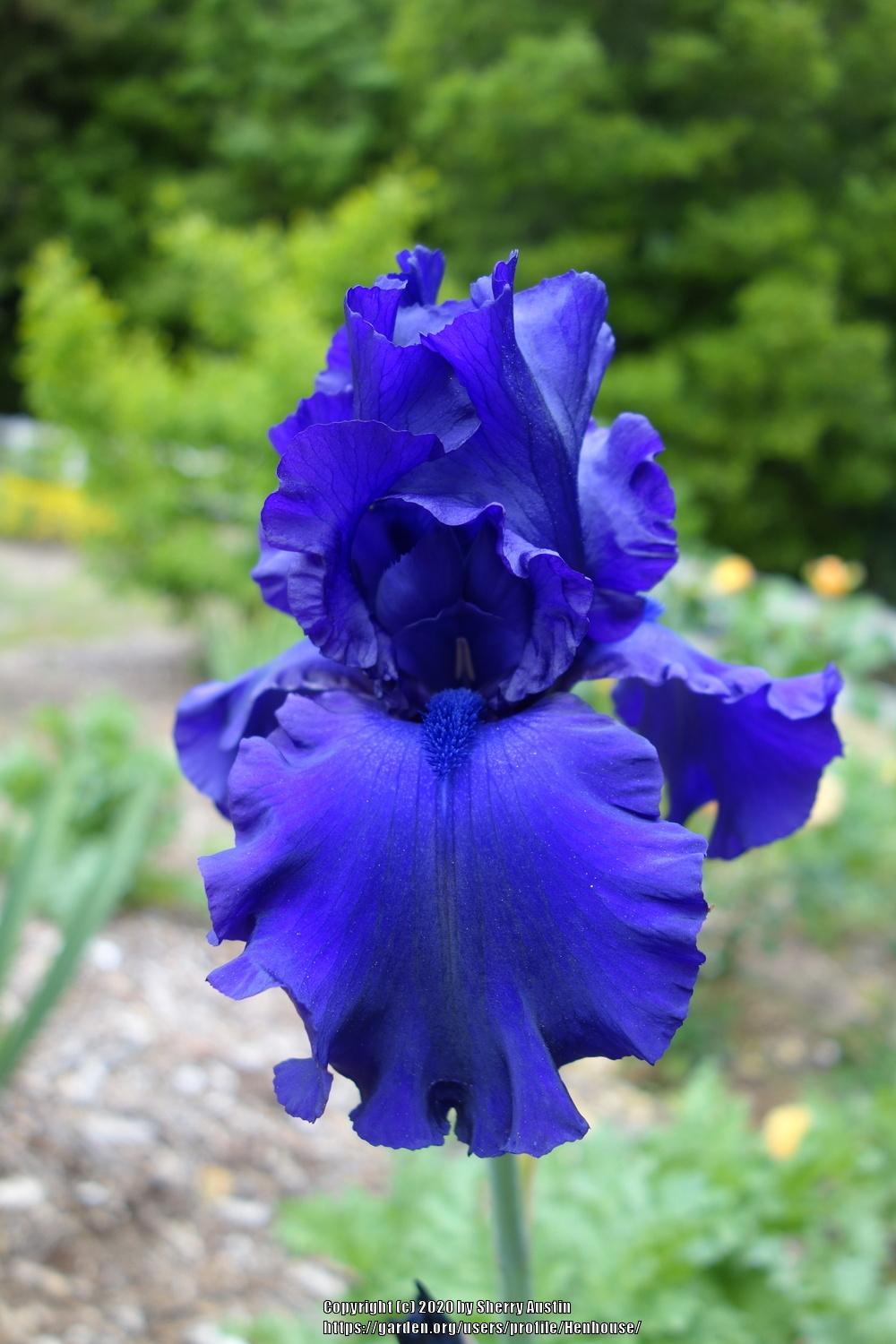 Photo of Tall Bearded Iris (Iris 'Dusky Challenger') uploaded by Henhouse