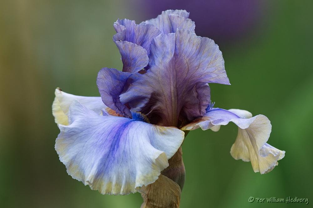 Photo of Tall Bearded Iris (Iris 'American Maid') uploaded by William