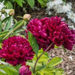 Philippe Rivoire peony -  no glimpse of stamens, if they even exi