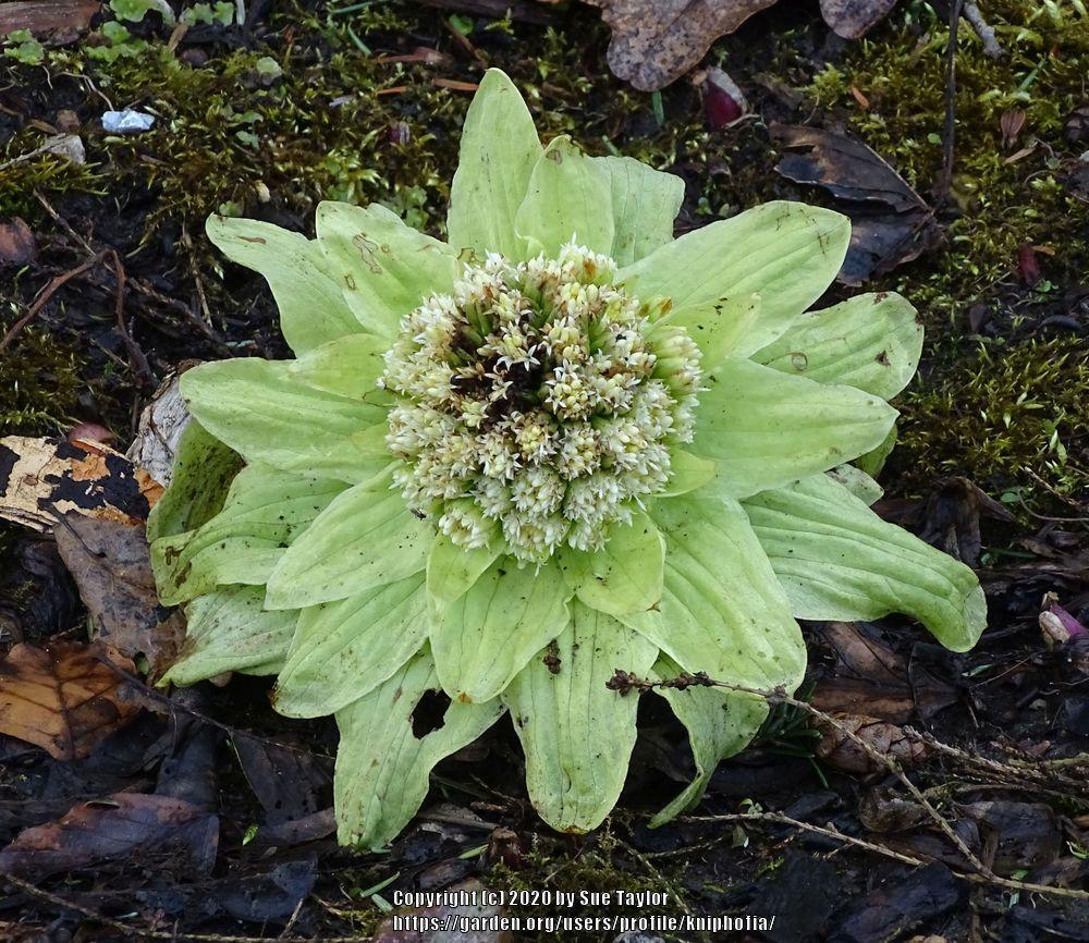Photo of Butterbur (Petasites japonicus) uploaded by kniphofia