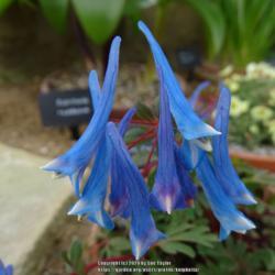Location: RHS Harlow Carr alpine house, Yorkshire
Date: 2020-03-08