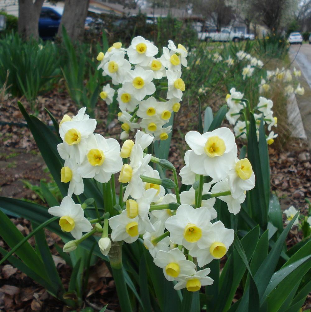 Photo of Tazetta Narcissus (Narcissus 'Avalanche') uploaded by lovemyhouse