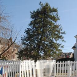 Location: Downingtown, Pennsylvania
Date: 2020-03-08
mature tree in back yard