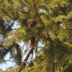 Location: Downingtown, Pennsylvania
Date: 2020-03-08
tiny cones on tree with foliage