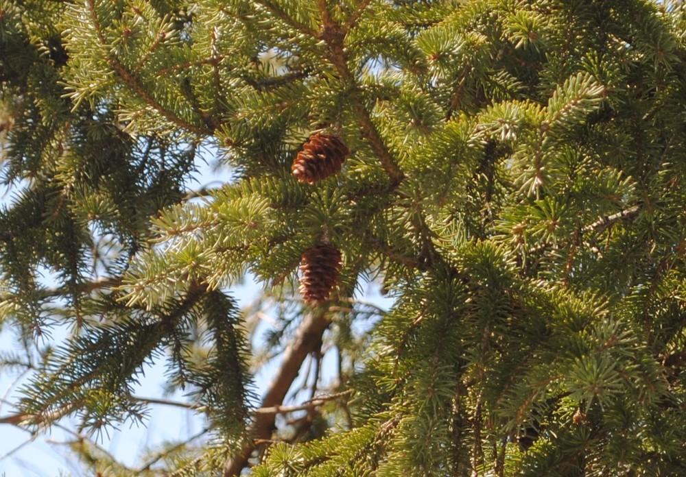 Photo of White Spruce (Picea glauca) uploaded by ILPARW